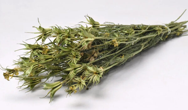 NIGELLA ORIENTALIS 40cm 0960500